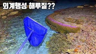 ※신기함주의) 외계행성 같은 바다에서 해루질을하면 발견되는 놀랍도록 신기한 생물들 ㄷㄷ