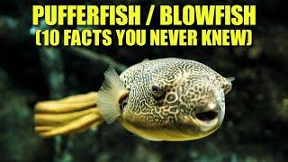 Pufferfish  (10 FACTS You NEVER KNEW)