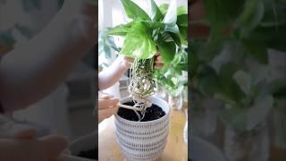 Pothos (Money Plant )Propagation: From Water to Soil Step-by Step Guide #shorts #indoorplants  #easy