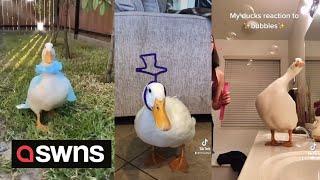 US 17-year-old becomes viral sensation with funny videos of everyday life - with her pet duck | SWNS