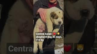 central asian shepherd dog, 45 days,+10kg