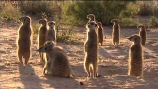 Und täglich grüßt das Erdmännchen Staffel 1 Trailer