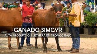 Ganado SimGyr: Alta Producción Lechera en Trópico Bajo - TvAgro por Juan Gonzalo Angel