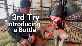 Introduce A Bottle To Baby Goats 3rd Attempt