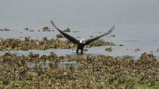 Eagle diving to catch a midshipman fish from Hood Canal, 26 May 2024