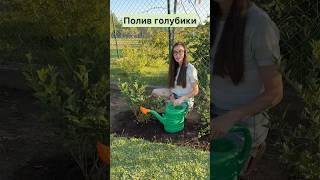 Инструкция по поливу голубики🫐 #голубика #уходзаголубикой #растения #огород #плодовые #саженцы