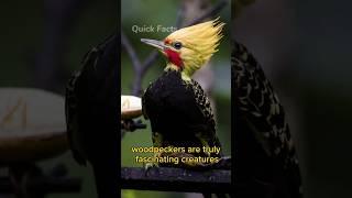 Discover the Incredible World of Woodpeckers