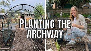 PLANTING UNDER THE ARCHWAY / ALLOTMENT GARDENING FOR BEGINNERS