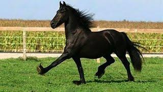 Best funniest horses of the week - Funny And Cute horses Video Compilation 2024 #20