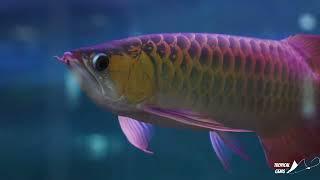 Tropical Gems - Exotic Fish, Reptiles and Supplies - Barrie