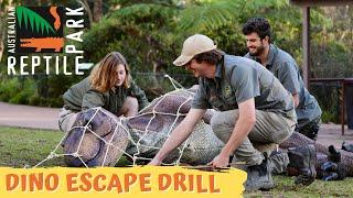 Dinosaur Escapes at the Australian Reptile Park! | Australian Reptile Park