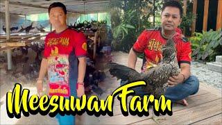 Mesuwan Farm, Gudangnya Ayam Pama Berkualitas