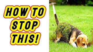 How I Stopped My Dog from Digging (Using a Training Collar)