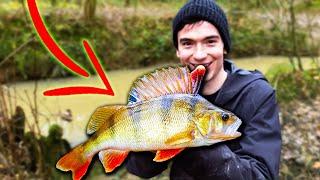 Fishing TINY Streams (Float and Feeder Fishing)