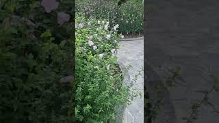 청와대 바로 옆 박정희 대통령 최후 궁정동 안가터 무궁화동산 Rose of Sharon Garden near the Blue House