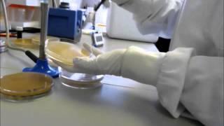 Bricks of Knowledge: How to create a soil library, NRP-UEA iGEM
