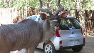 The biggest male kudu we've seen in Marloth Park...