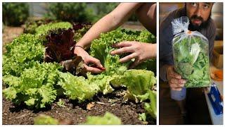 Lettuce - From Field to Farmstand (Entire Process)