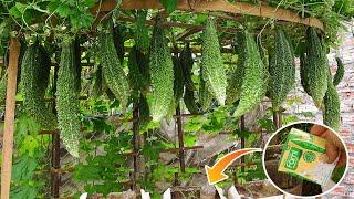 Grow bitter melon on the terrace in use old sacks | Stimulate bitter melon to more fruit with milk