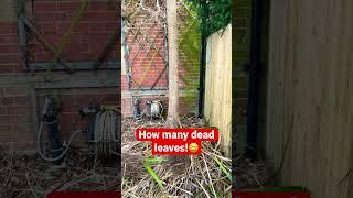 So many dead leaves on this cordyline!!  #gardening #yardwork #gardener #pruning#shorts