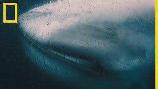 Gargantuesque baleine bleue