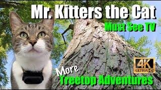 Mr. Kitters the Cat  Must see TV Tree Talking!