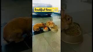 CUTE BUNNY EATING BREAKFAST  #short #bunny