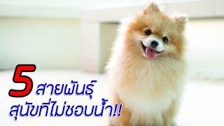 5 สายพันธุ์ สุนัขที่ไม่ชอบน้ำ !! | Perkak Eiei