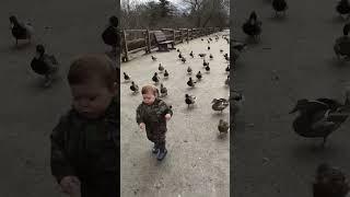 Cute Ducklings Follow Toddler Around Park