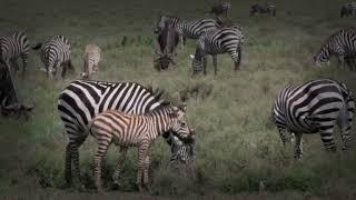 Zebra Foal Development: From Wobbly Legs to Savanna Sprinter