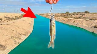 I Dropped Live Minnows in a Desert Canal! (Insane)