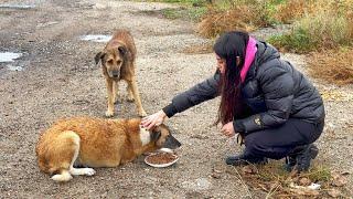 Homeless Dogs Didn’t Trust Humans Until they Met This Woman