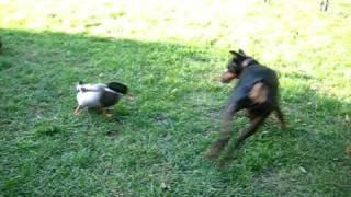 Duck Attacks Doberman!!