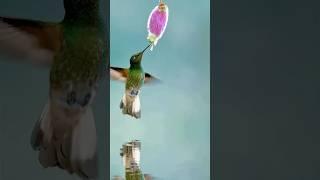 So beautiful flying birds #viralvideo #shorts #short #youtubeshorts #youtube #shortvideo #shots