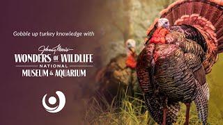 Turkey Time with JOHNNY MORRIS' WONDERS OF WILDLIFE NATIONAL MUSEUM & AQUARIUM