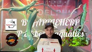 BIGAPPLEHERP unboxing “green keeled lizard”