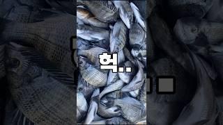 여기는 삼천포 발방~ #shorts #감성돔 #낚시