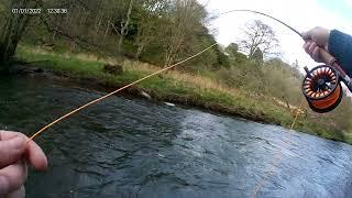 Early Season Fly Fishing on the River Leven, Fife. #flyfishing #smallstream #cockerspaniel