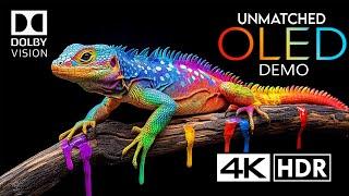 Unmatched 4K HDR 60FPS – Dolby Vision Ultra HD Excellence (OLED DEMO)