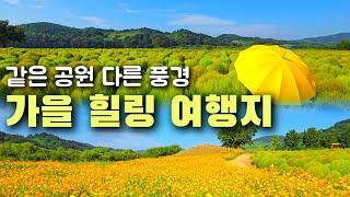 댑싸리, 코스모스, 백일홍 한번에 볼 수 있는 곳. 축제 시작 하루 전 풍경.(연천, 임진강 댑싸리공원) #연천여행 #댑싸리축제 #가을여행