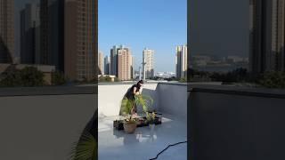 슬기로운 옥상생활 #주택인테리어 #옥상텃밭 #홈캠핑 #텃밭가꾸기 #옥상꾸미기