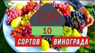 Топ 10 сортов винограда