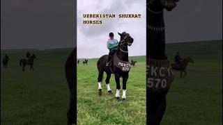 give the 5 most important farts about the modern Uzbek state's relationship with horses #equestrian