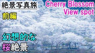 【Cherry blossoms】Japan Stunning view travel Guide of Cherry Blossoms  photo spot in Kanagawa #1