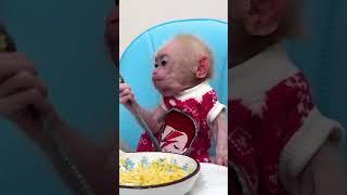 Enjoy delicious food cooked by Bibi and baby monkey #monkey #monkeybibo #babymonkey #funny  #shorts