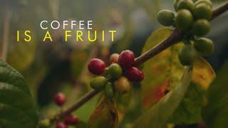 Did You  Know Coffee Is a Fruit? - Coffee The Universal Language