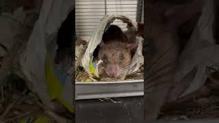 African giant pouched rat adorably snoozing and snacking