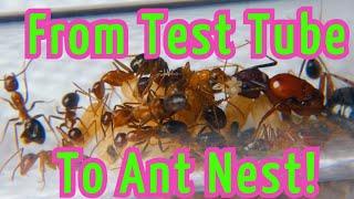 Move Ants Into First Ant Nest!