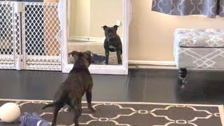 Dog reacts to a Mirror she never saw before