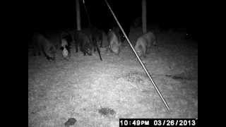 Hogs in Rosharon, Texas